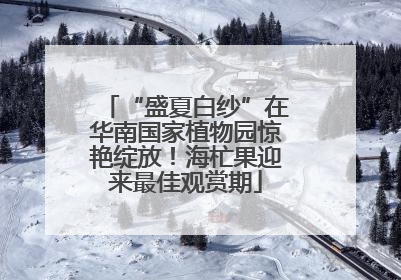 “盛夏白纱”在华南国家植物园惊艳绽放！海杧果迎来最佳观赏期