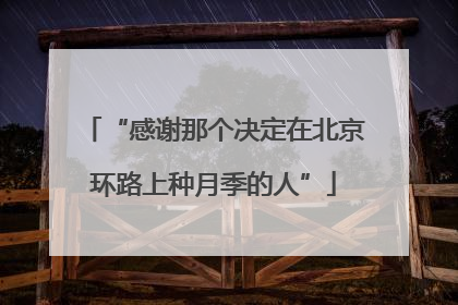 “感谢那个决定在北京环路上种月季的人”