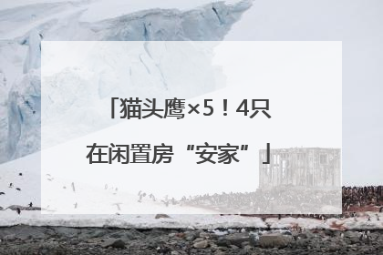 猫头鹰×5！4只在闲置房“安家”