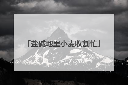 盐碱地里小麦收割忙