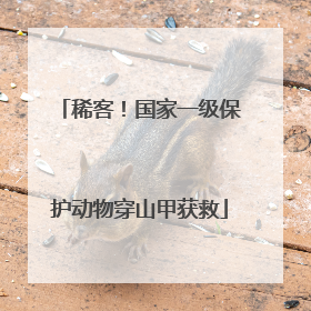 稀客！国家一级保护动物穿山甲获救