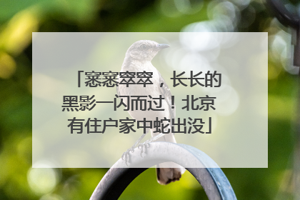 窸窸窣窣，长长的黑影一闪而过！北京有住户家中蛇出没