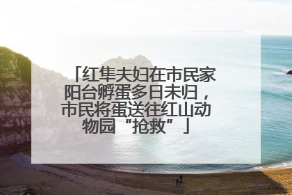 红隼夫妇在市民家阳台孵蛋多日未归，市民将蛋送往红山动物园“抢救”