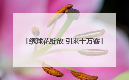 绣球花绽放 引来十万客