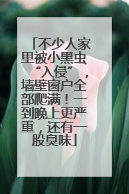 不少人家里被小黑虫“入侵”，墙壁窗户全部爬满！一到晚上更严重，还有一股臭味