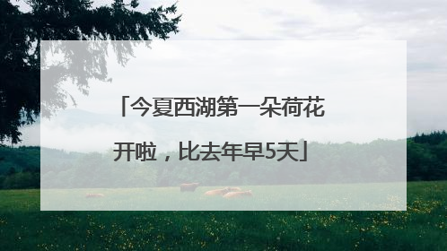 今夏西湖第一朵荷花开啦，比去年早5天