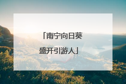 南宁向日葵盛开引游人