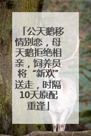公天鹅移情别恋，母天鹅拒绝相亲，饲养员将“新欢”送走，时隔10天原配重逢