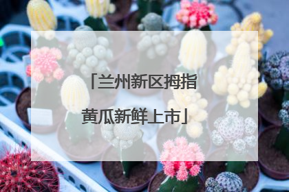 兰州新区拇指黄瓜新鲜上市