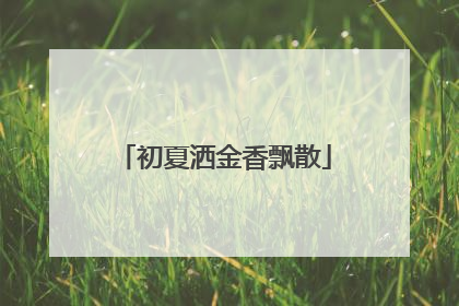初夏洒金香飘散