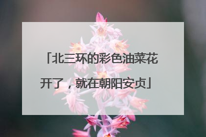 北三环的彩色油菜花开了，就在朝阳安贞