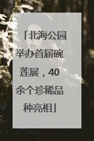 北海公园举办首届碗莲展，40余个珍稀品种亮相
