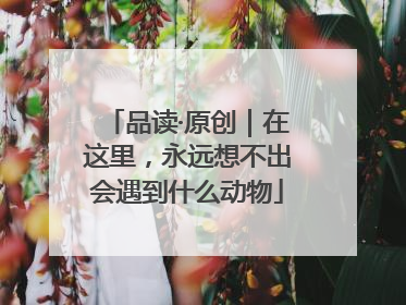 品读·原创｜在这里，永远想不出会遇到什么动物