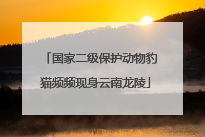 国家二级保护动物豹猫频频现身云南龙陵