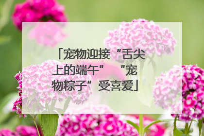 宠物迎接“舌尖上的端午” “宠物粽子”受喜爱