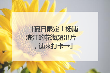 夏日限定！杨浦滨江的花海超出片，速来打卡→
