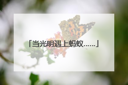 当光明遇上蚂蚁……