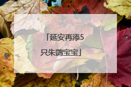 延安再添5只朱鹮宝宝