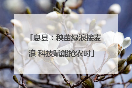 息县：秧苗绿浪接麦浪 科技赋能抢农时