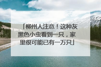 柳州人注意！这种灰黑色小虫看到一只，家里很可能已有一万只