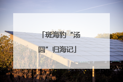 斑海豹“汤圆”归海记