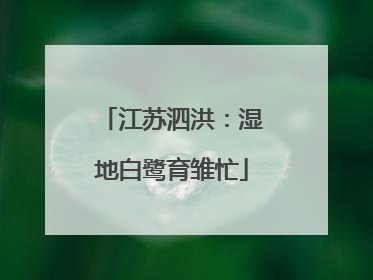 江苏泗洪：湿地白鹭育雏忙