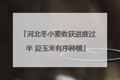 河北冬小麦收获进度过半 夏玉米有序种植