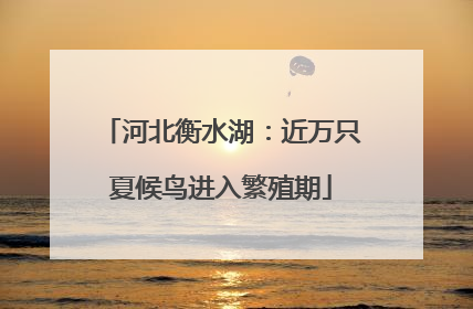 河北衡水湖：近万只夏候鸟进入繁殖期