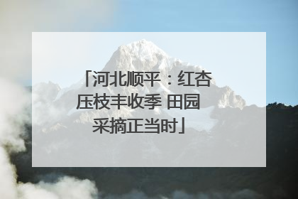河北顺平：红杏压枝丰收季 田园采摘正当时