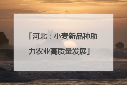 河北：小麦新品种助力农业高质量发展