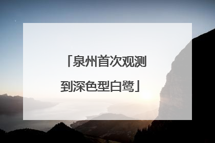 泉州首次观测到深色型白鹭