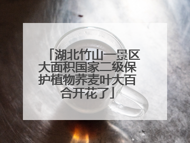湖北竹山一景区大面积国家二级保护植物荞麦叶大百合开花了