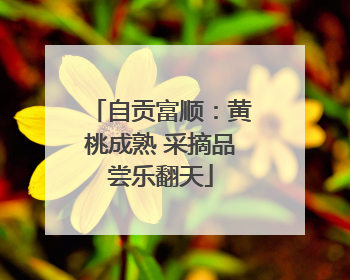 自贡富顺：黄桃成熟 采摘品尝乐翻天