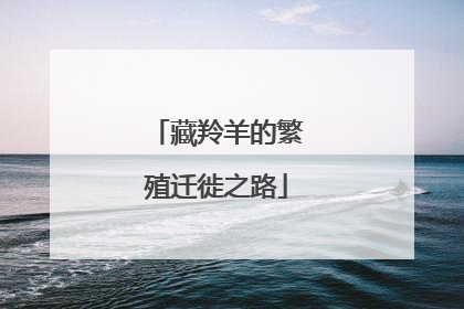 藏羚羊的繁殖迁徙之路