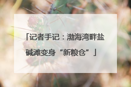 记者手记：渤海湾畔盐碱滩变身“新粮仓”