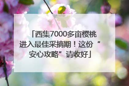 西集7000多亩樱桃进入最佳采摘期！这份“安心攻略”请收好
