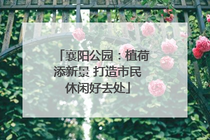 襄阳公园：植荷添新景 打造市民休闲好去处
