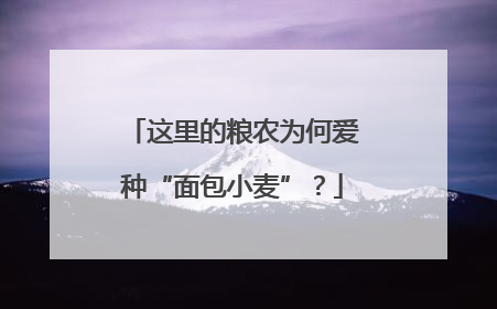 这里的粮农为何爱种“面包小麦”？