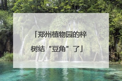 郑州植物园的梓树结“豆角”了