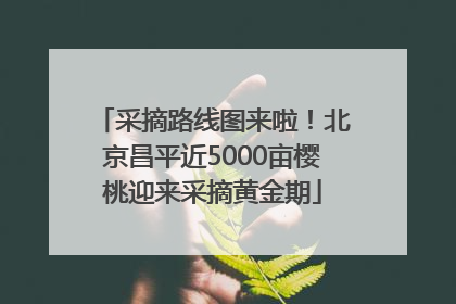 采摘路线图来啦！北京昌平近5000亩樱桃迎来采摘黄金期