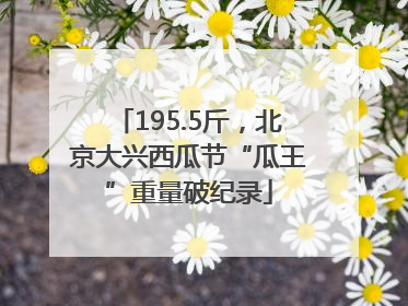 195.5斤，北京大兴西瓜节“瓜王”重量破纪录