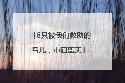 8只被我们救助的鸟儿，重回蓝天